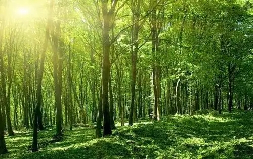 《全国天然林保护修复中长期规划》通过专家评审